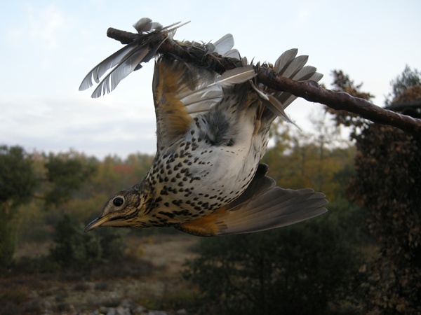 regarder la cabane aux oiseaux r e g a r d e r 2019 film la cabane mode de chasse 224 la grive 224 la glu chasse 224 regarder la cabane aux oiseaux r e g a r d e r 2019 film la cabane mode de chasse 224 la grive 224 la glu chasse 224